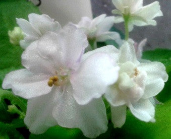 Morgan's Queen Jane's Crown