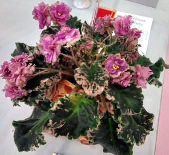 Morgan's Rose Cottage