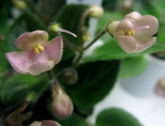 Morgan's Sweet Patootie