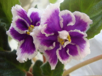 Ness' Blue Cranberry