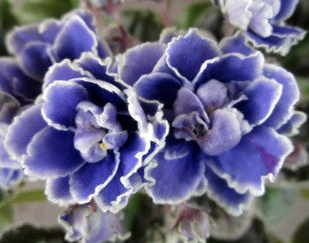 Newtown Gertrude Morabita