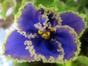 Newtown Grape Suzette