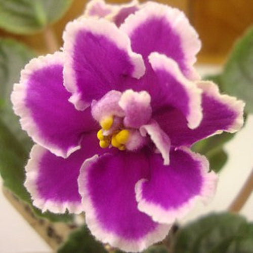 Nortex's Hallmark Haven