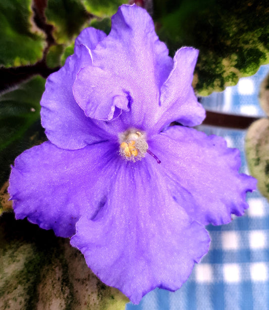 Peridot's Autumn Palette