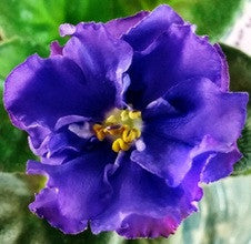 RS Breath of the Sea (RS-Dykhande Moria)