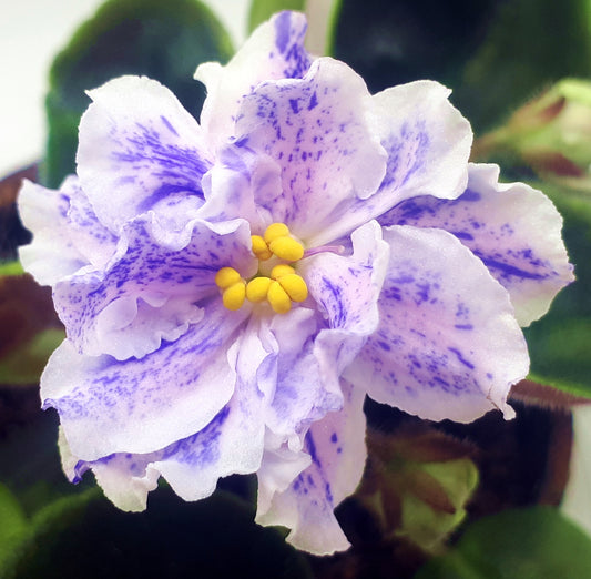 RS Morskaia Princessa