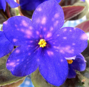 Rainbow's Meteor Splash