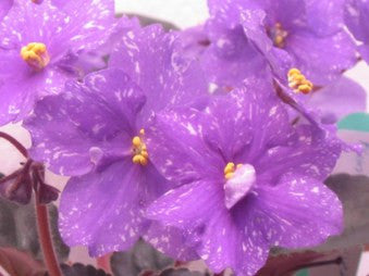 Rainbow's Quiet Riot