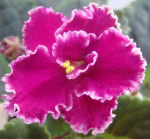 Rebel's Crested Robin