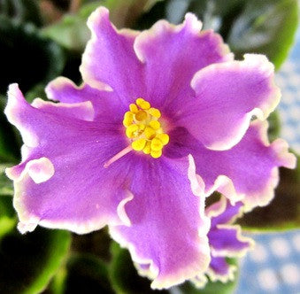 Rebel's First Sunrise