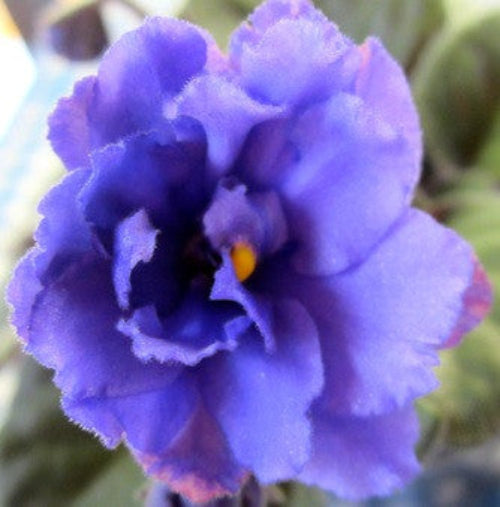 First Rodeo Flower Rodeo Country – bloomlovers.com