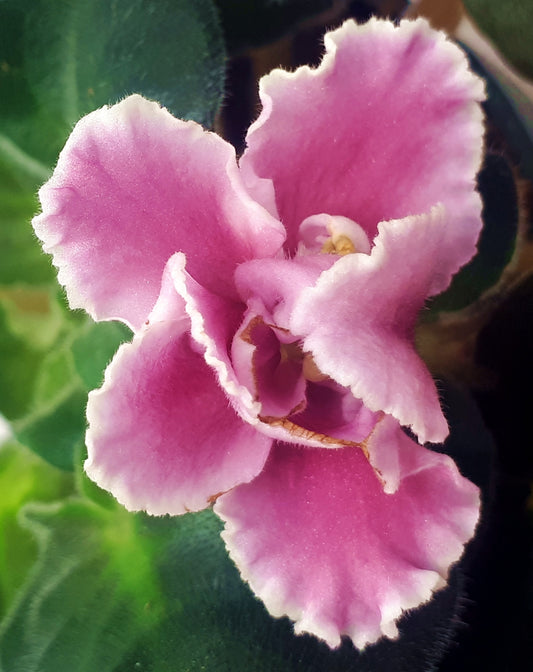 Suncoast Fantasy Love