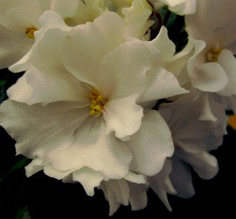 Sansoucy Julie Marie