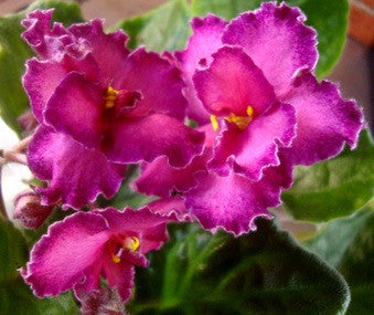 Silverglade Castanets