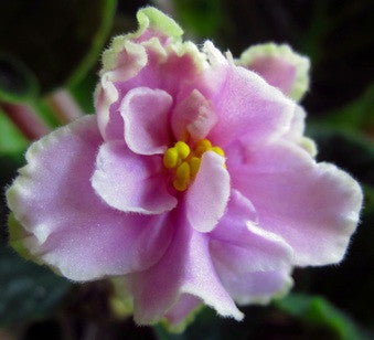 Silverglade Fanfares