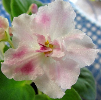 Touch Me Not (Nedotroga)