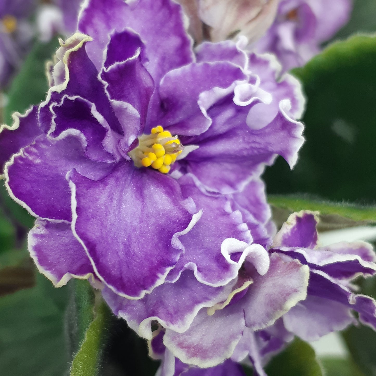 Ultra Violet Nebula