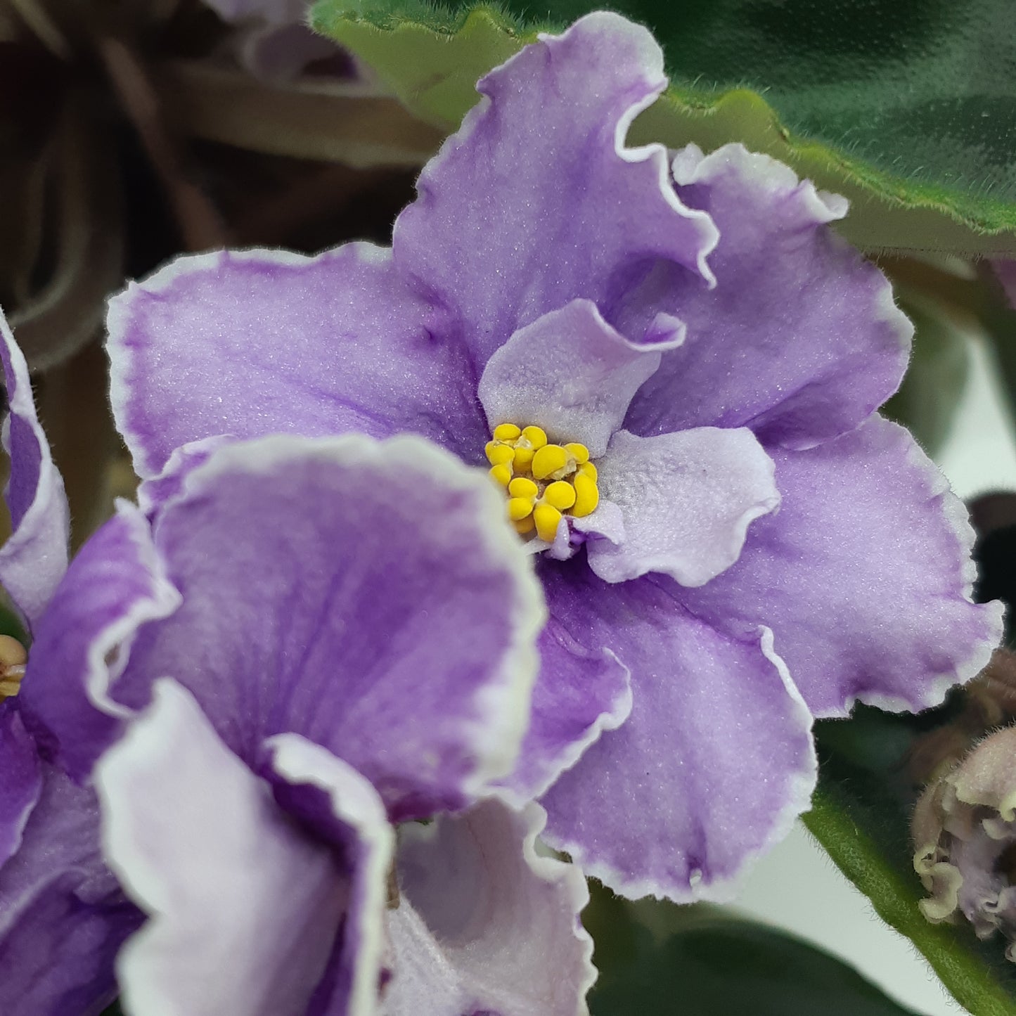 Ultra Violet Nebula