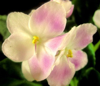 Violets Aglow