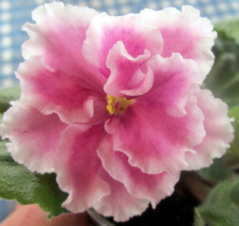 EK Christmas Present (russian)