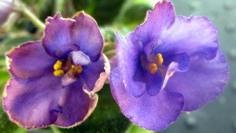 Morgan's Belvedere Smoke