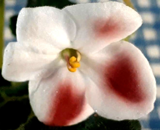 Mac's Willow the Wisp