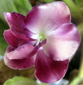 Mac's Southern Springtime