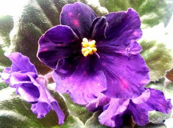 Sonoma Midnight Celebration